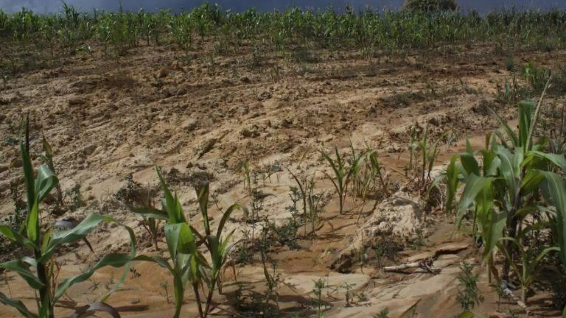 Desarrollo Rural entrega más de 7 mil apoyos tras afectaciones al campo poblano